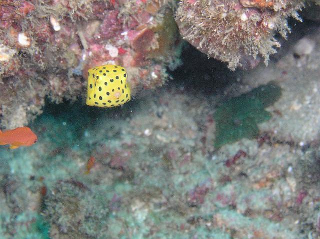 junger Würfel-Kofferfisch.JPG